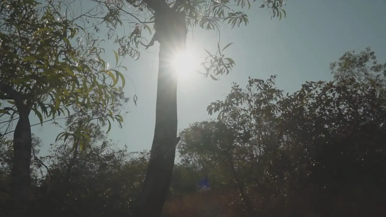 sun shining in the forest through trees on a sunny day with clear sky