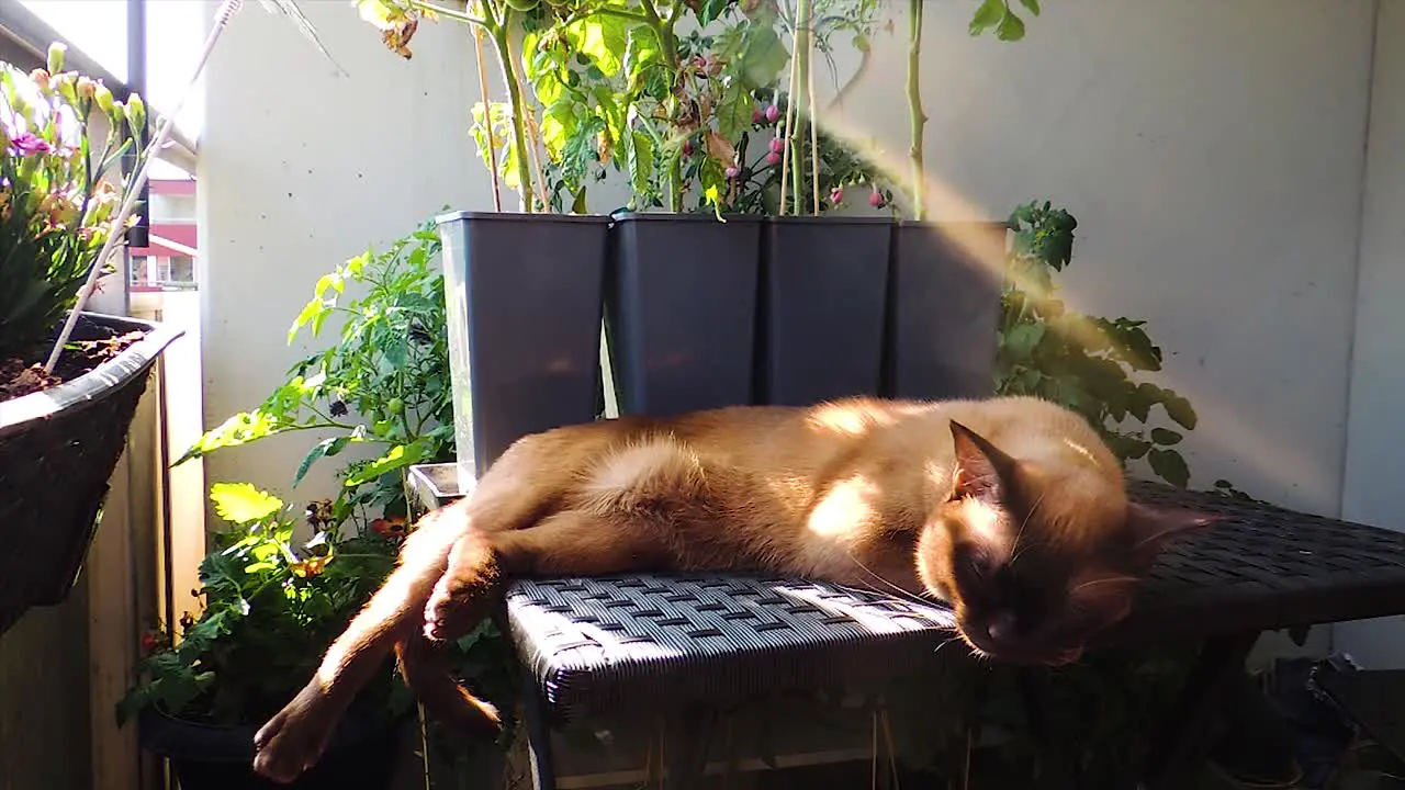 Chocolate Burmese Cat is Sleeping in the Sunlight on the Balcony Handheld Steady Shot