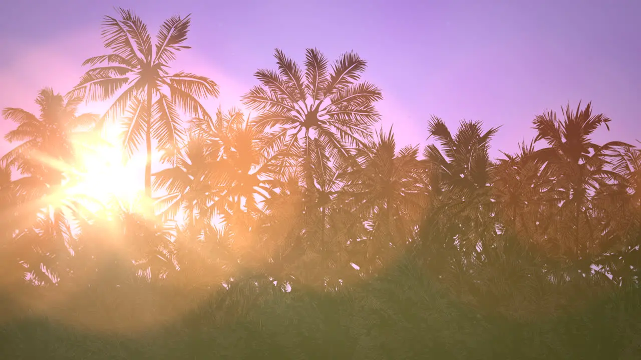 Panoramic view of tropical landscape with palm trees and sunset 16