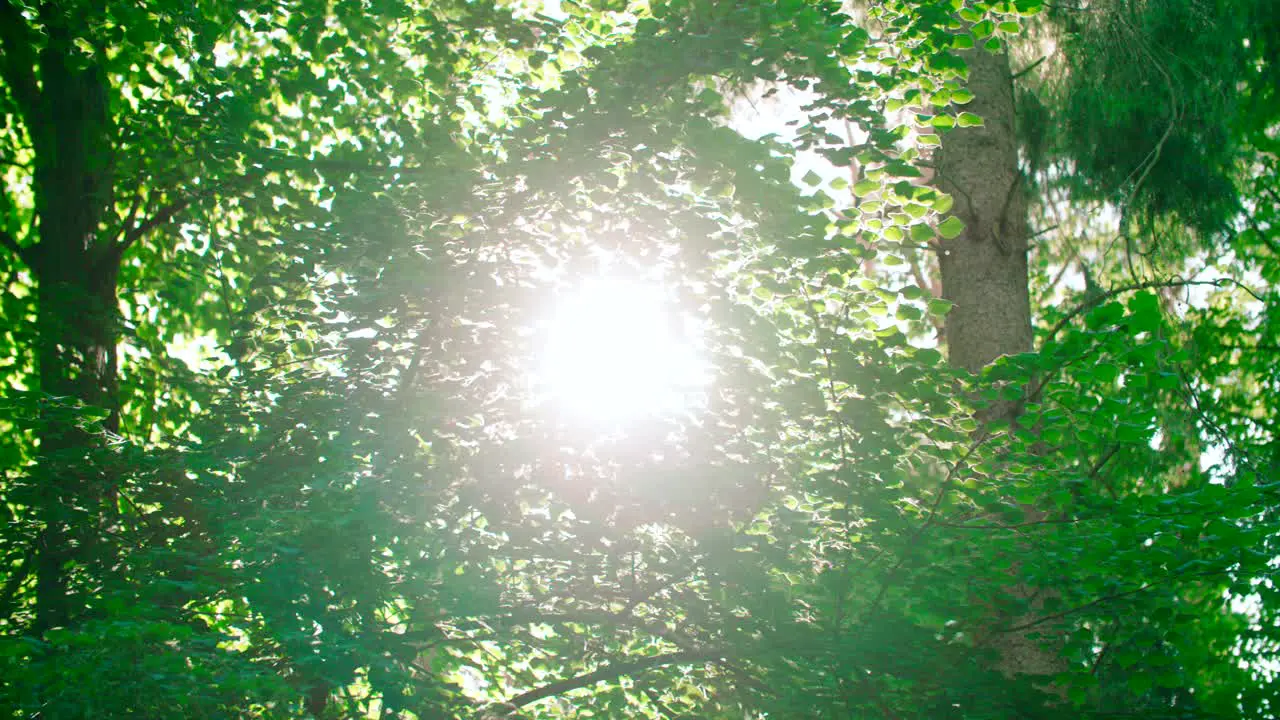 View from the forest trees summer day with light flickering through the branches