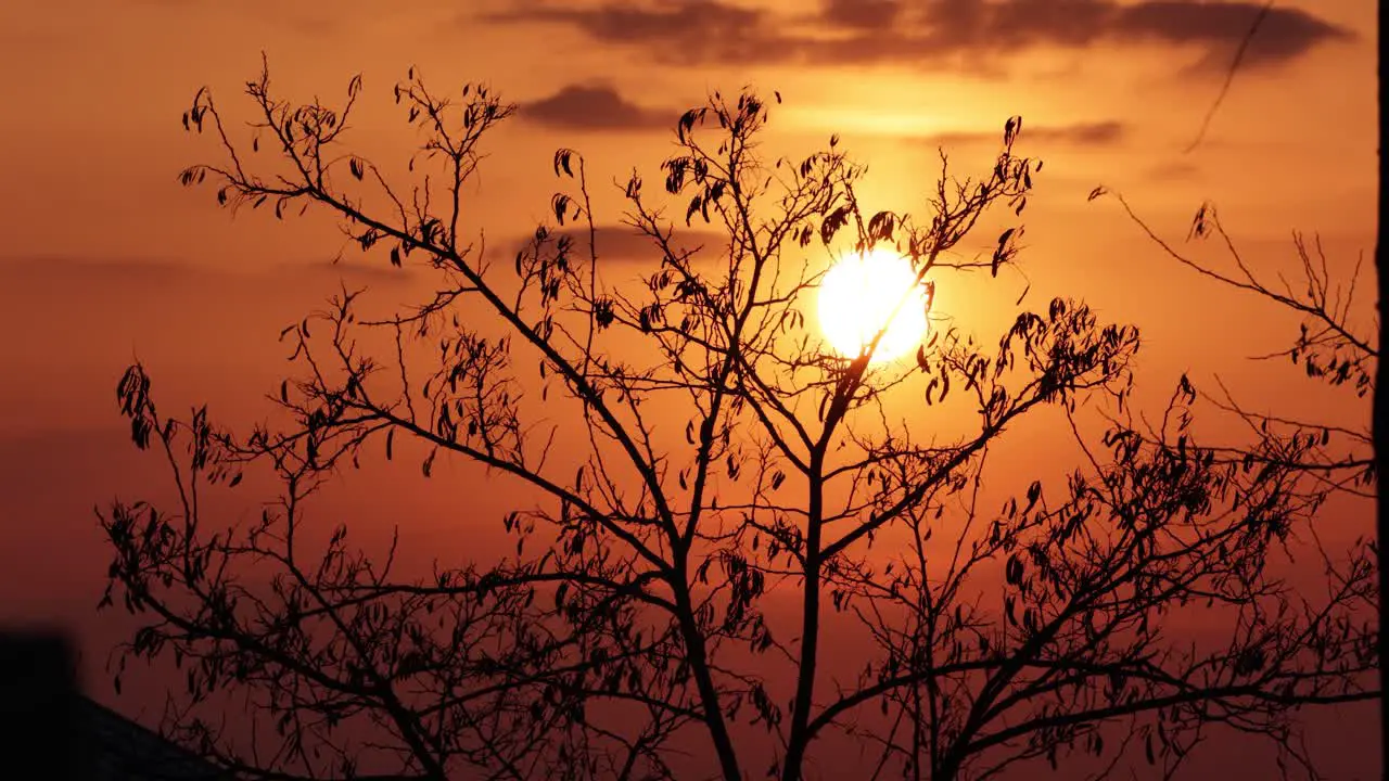 Silhouetted Tree Backlit Warm Sunset On Summertime