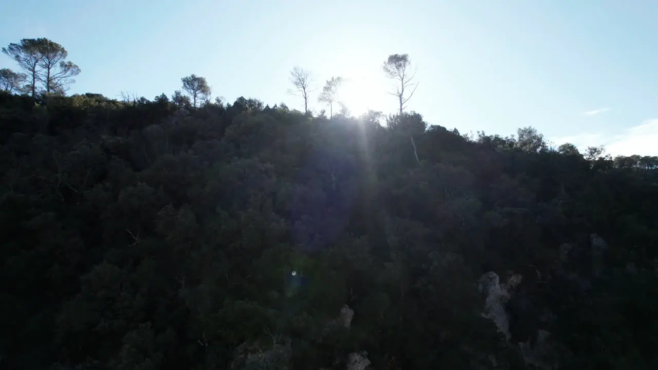 Bird view of a pine forest in south Germany with rock cliffs backlighted by the sun Forest seen from a drone video at sunset