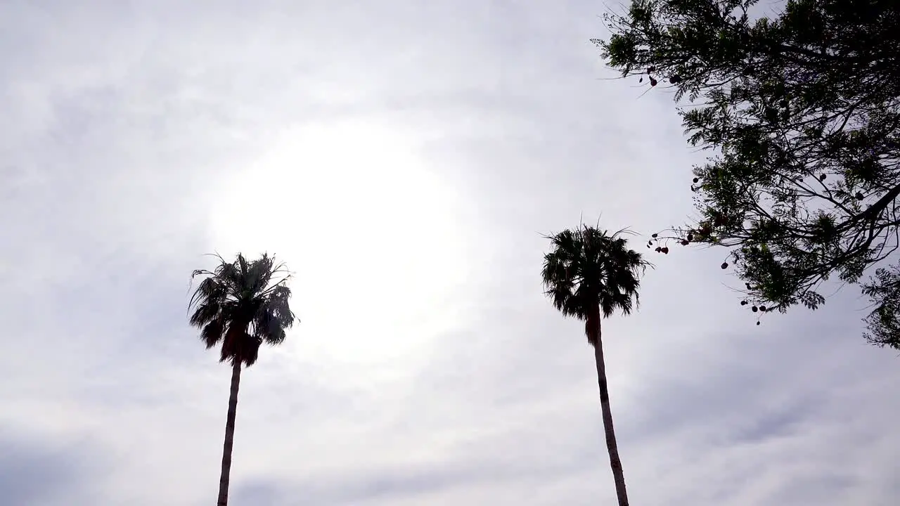 A nice angle against a palm tree as a generic plane lands silhouetted against the sun in California