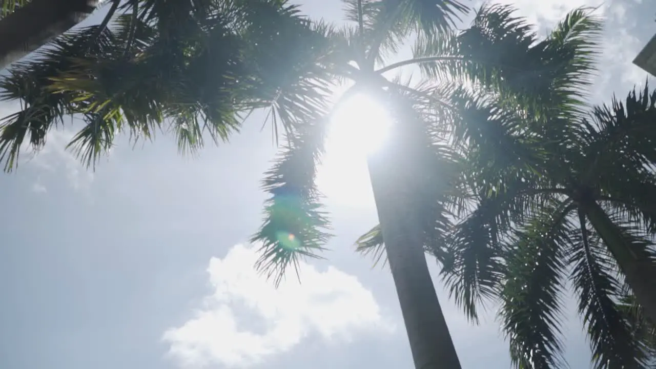 Sunny Canopy Of Palm Trees In Front Of National Gallery In Singapore