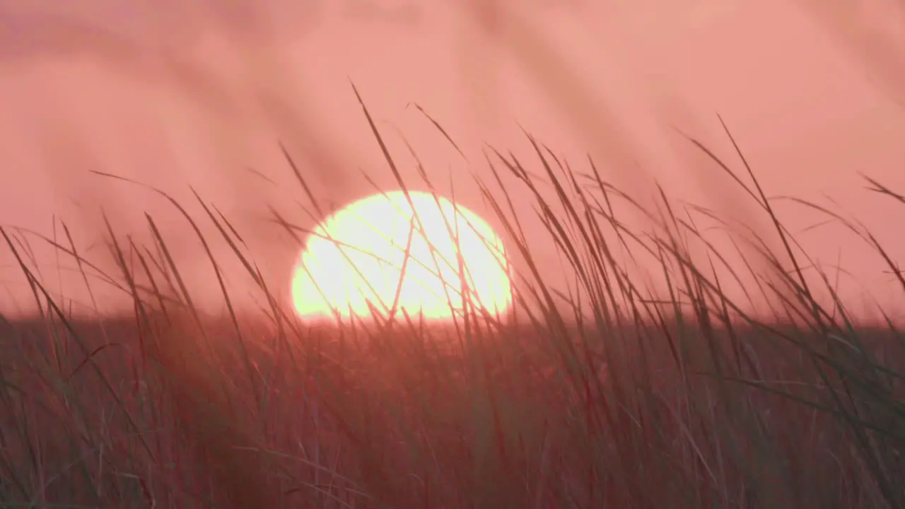 everglades sunset with sawgrass in foreground