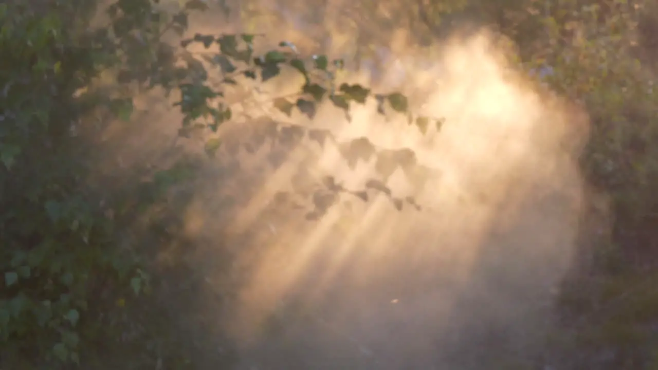 Cloud of mist passes through forest leaves with beams of sunlight