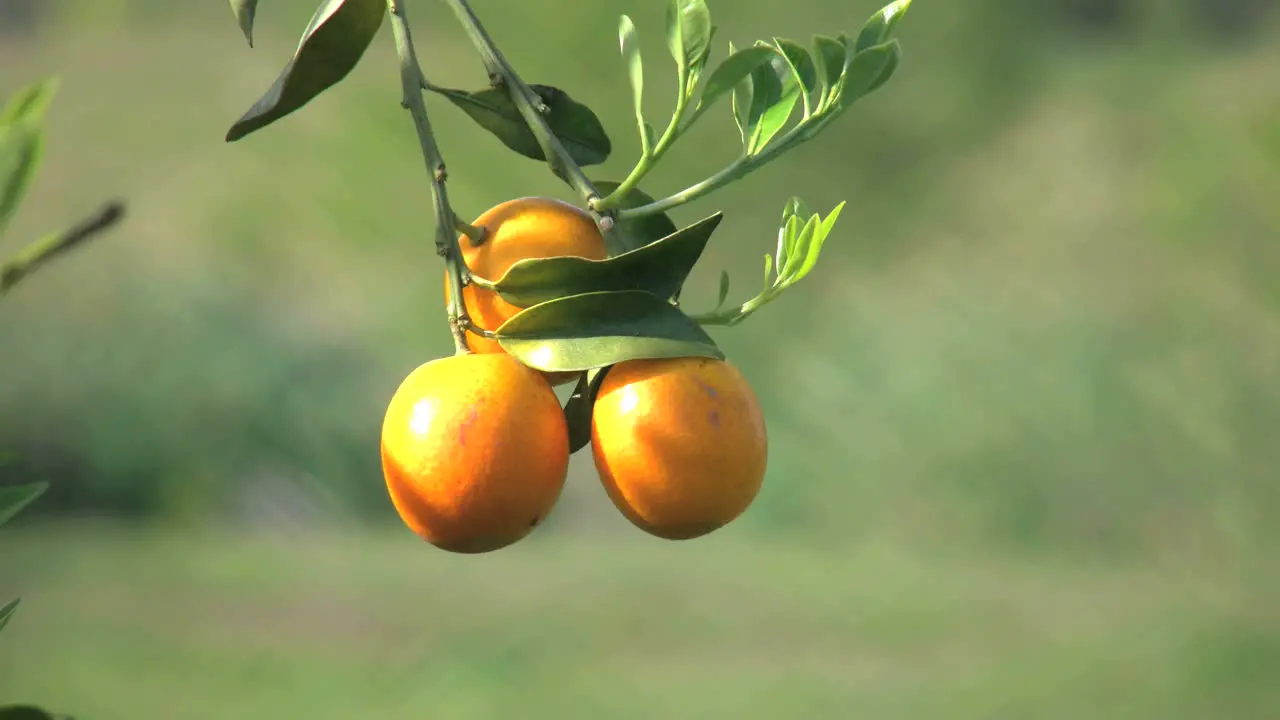 Satsuma Against Green