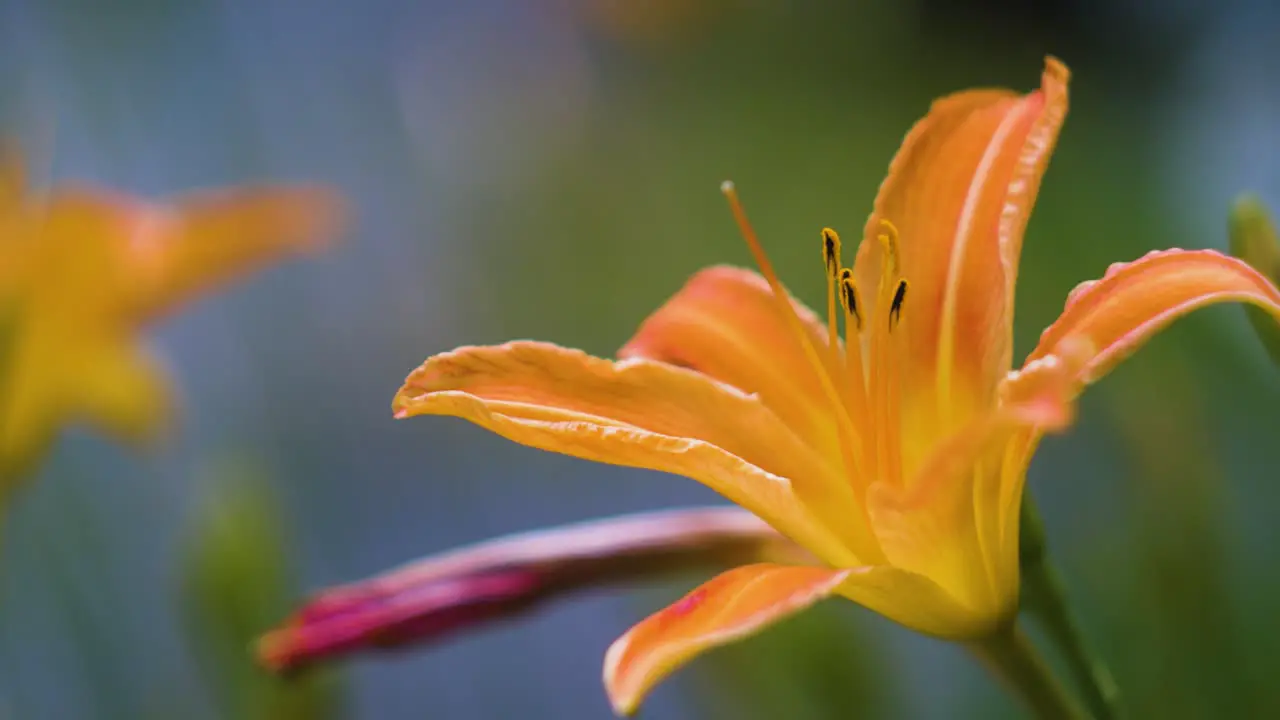 Beautiful orange flower on a cloudy day