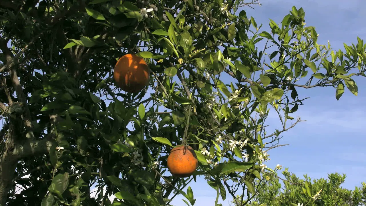 Oranges On A Windy Day