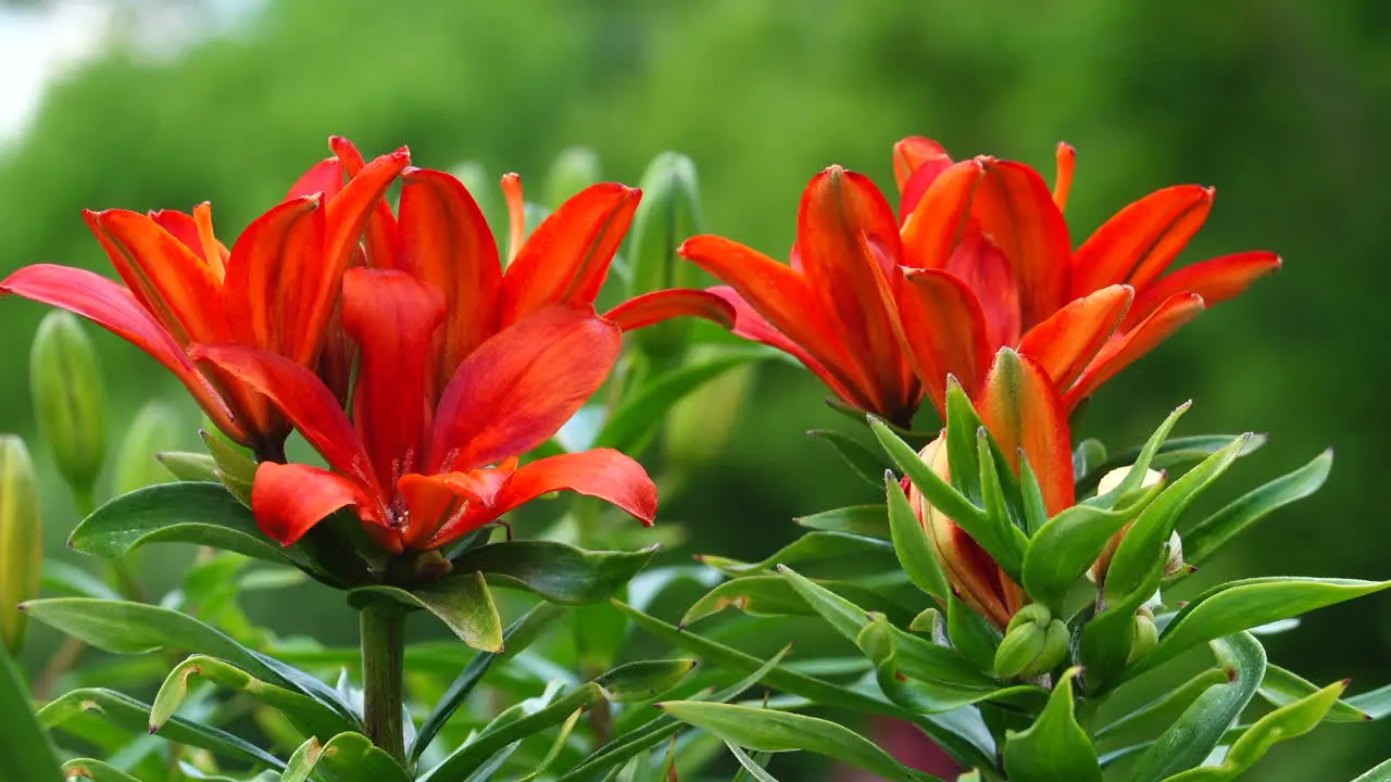 Red orange lilies in the outdoor flower garden in a slight breeze