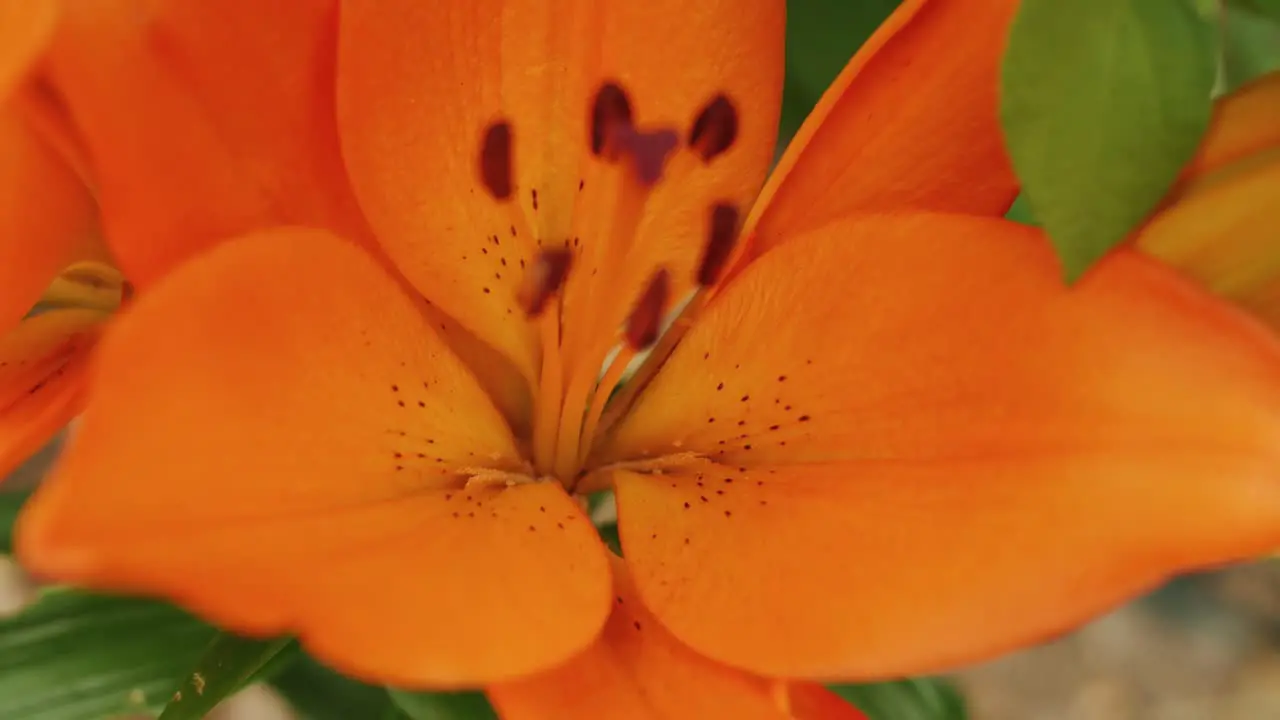 Orange lily flower extreme close up