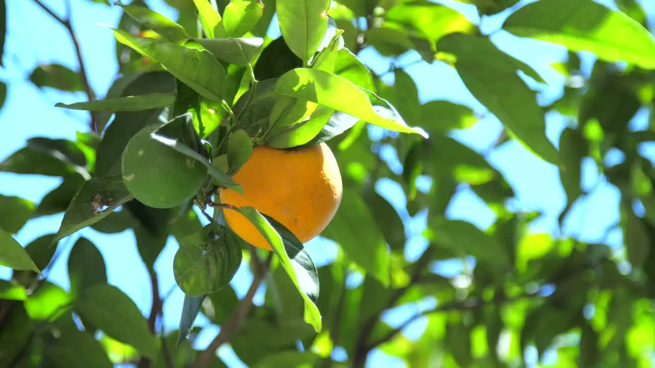 Orange in Orange Tree