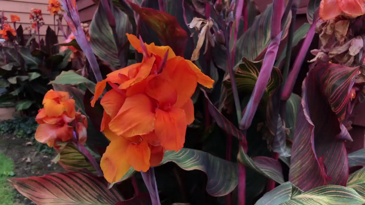 An orange flower gently blowing back and forth in the breeze