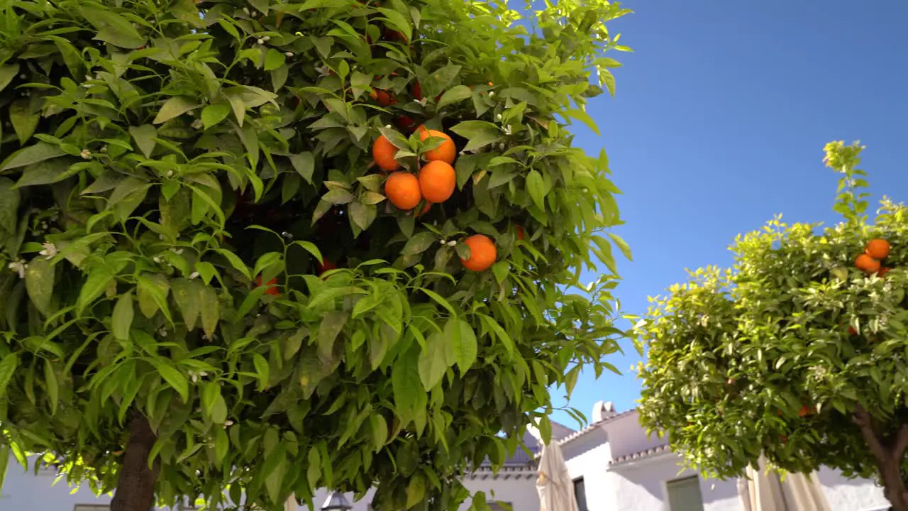 Pan across typical Spanish orange trees against blue sky and white houses