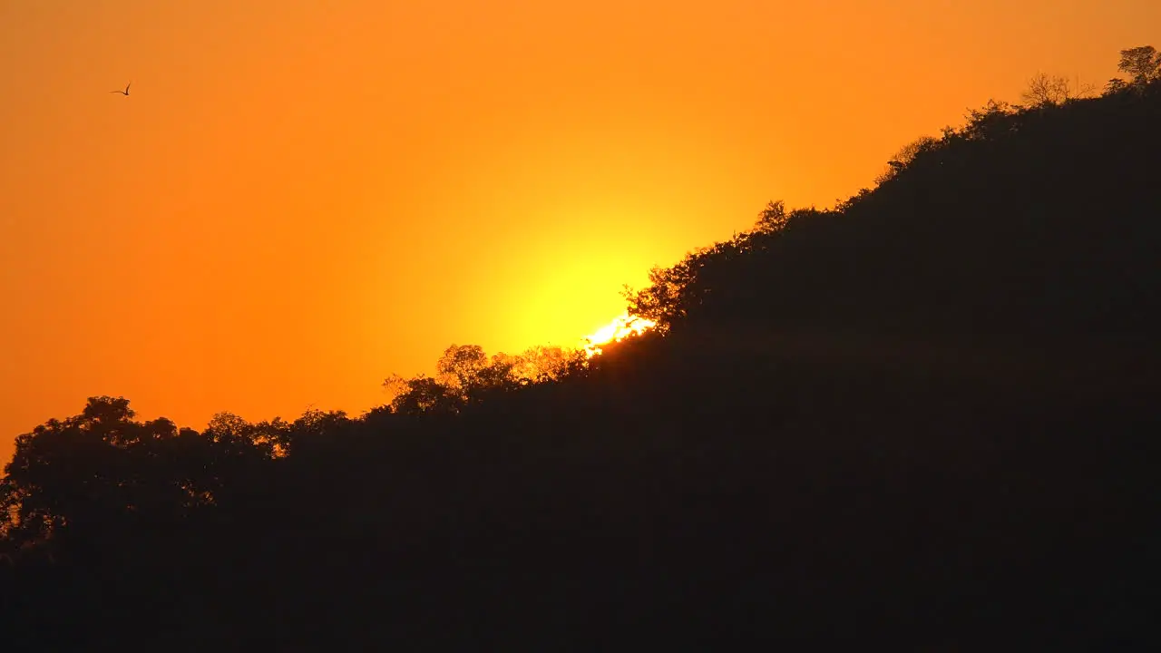 Mexico birds fly as sun comes up over hill