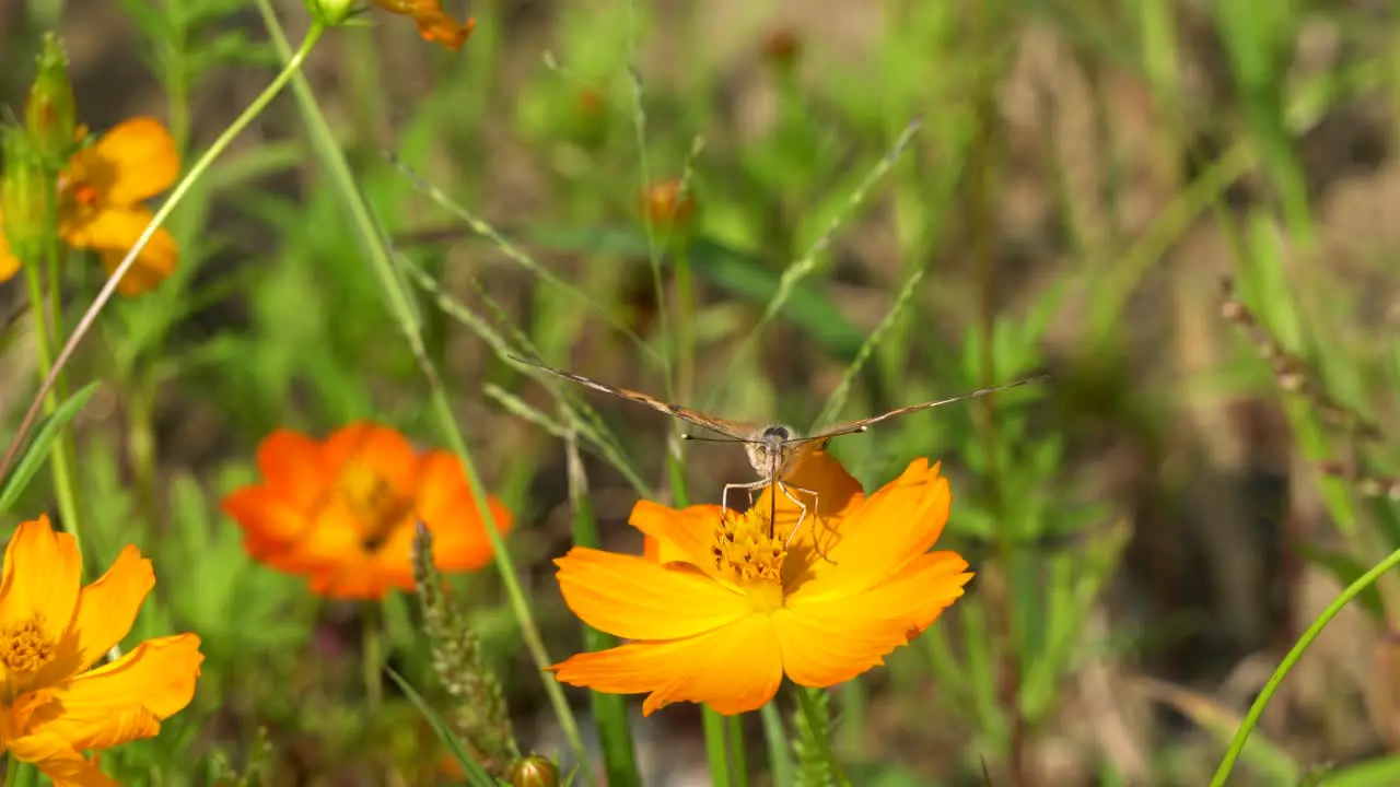 Painted lady or Vanessa Cardui butterfly Taking Nectar with Proboscis from Orange Cosmos Flower on sunny summer day