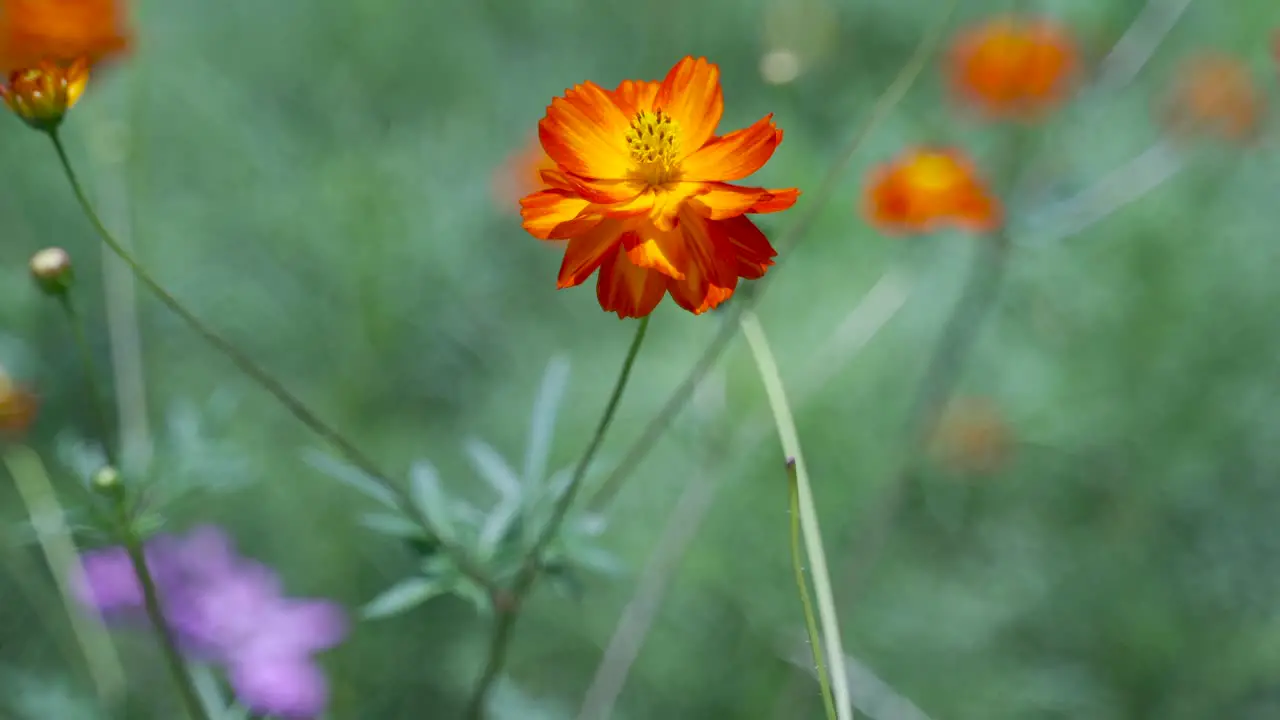 Beautiful orange flower slowly waving in the wind with blurred out background