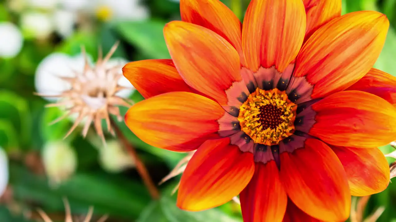 Zoom in on a red orange flower