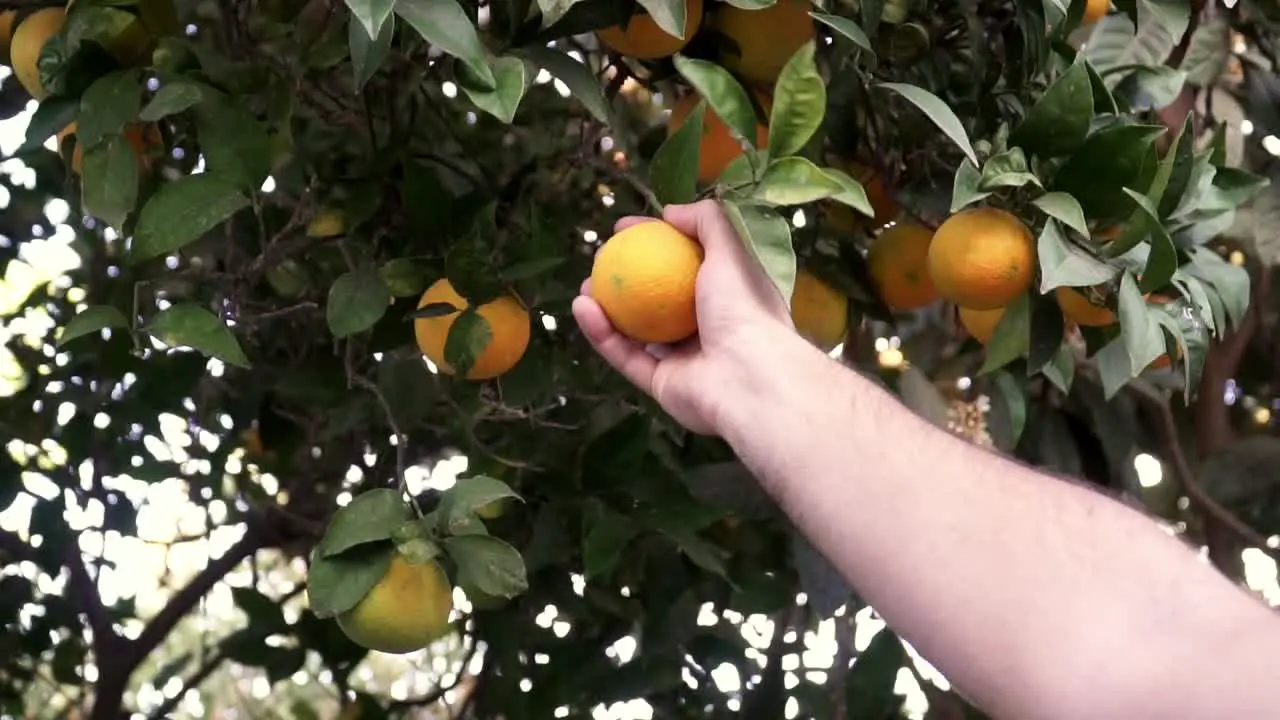 Man plucking a ripe orange from a laden tree in slow motion  farming citrus