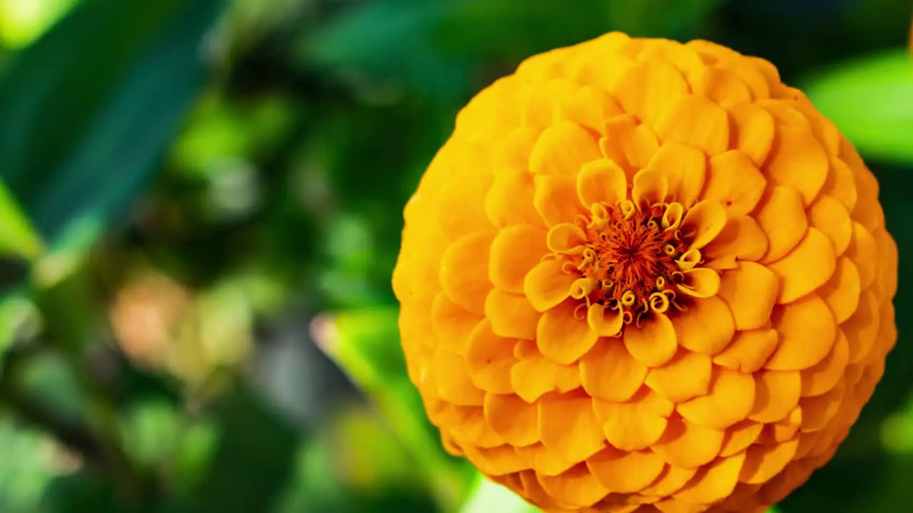 Zoom in on a yellow orange flower