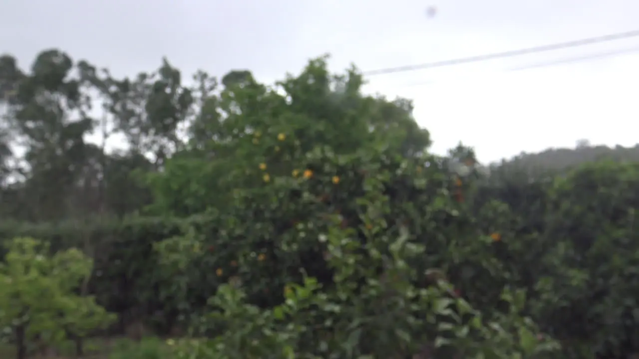 Some Trees with fruits from behind a Window