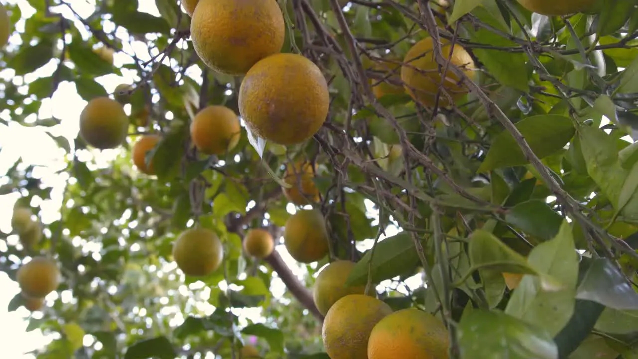 Home-grown oranges are almost ripe in the tree