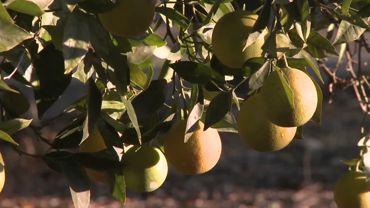 Close up rack focus on oranges on a tree in Ojai California