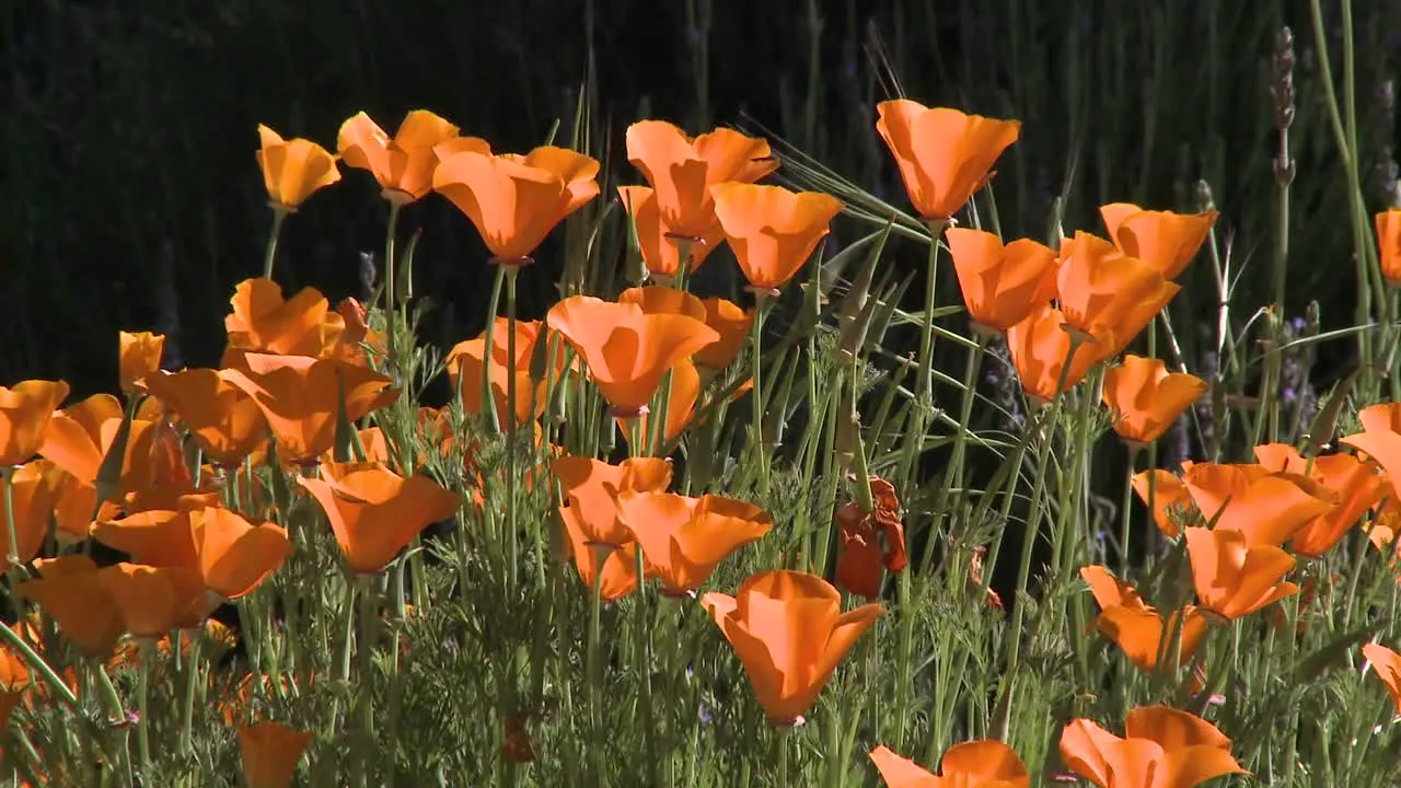 Closeup of california poppies in bloom in Ojai California