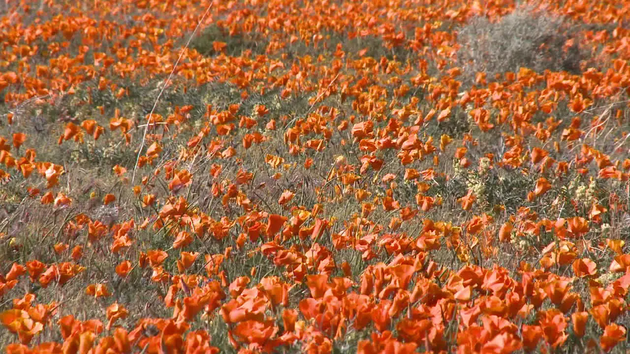 Zoom out of california poppies in bloom in the Antelope Valley Poppy Preserve California