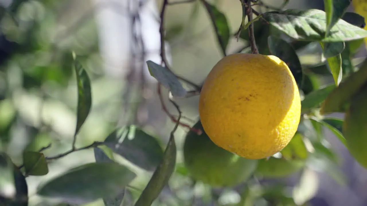 Girls hand grabs orange on tree