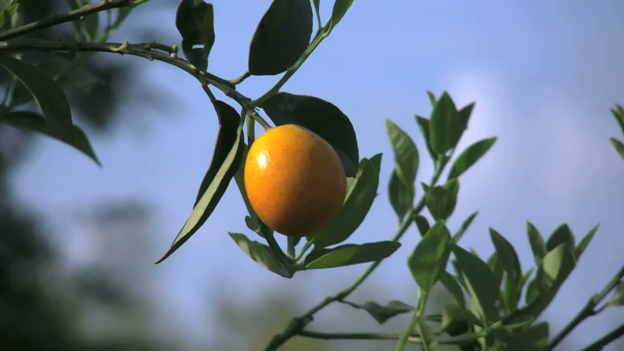 Satsuma Against Sky