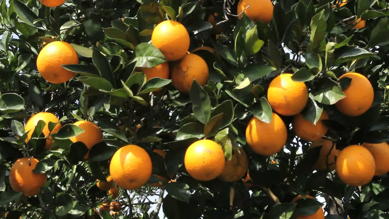 Florida oranges clustered on a tree