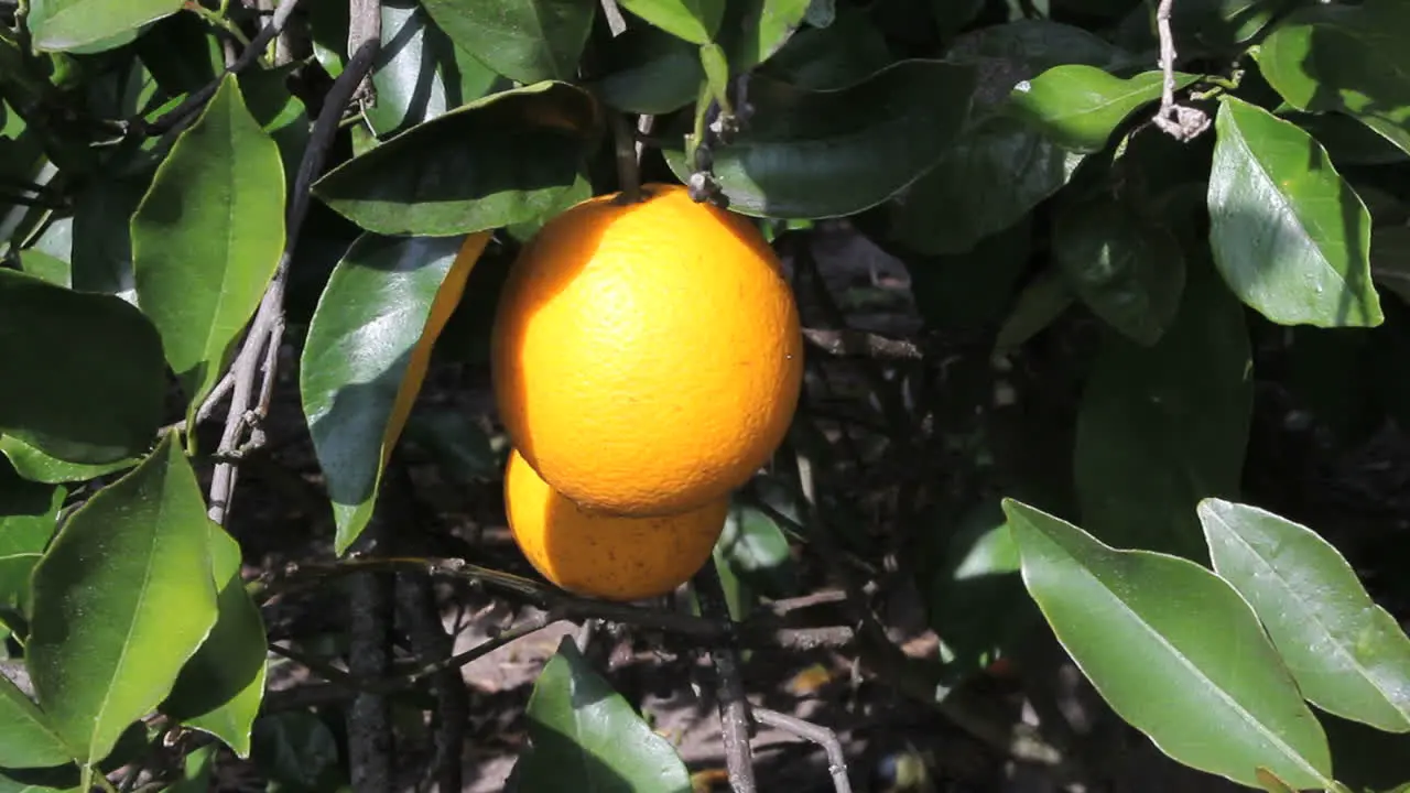 Florida orange hanging on tree