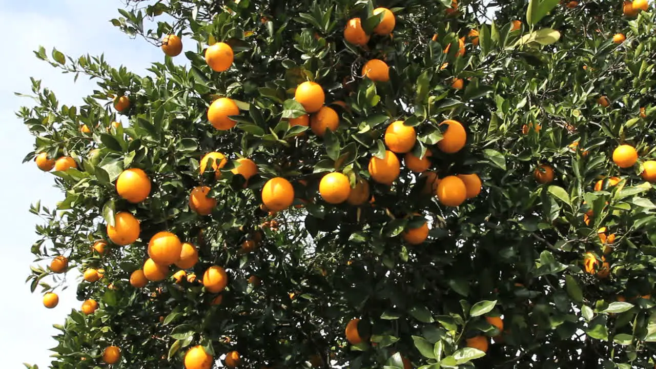 Florida oranges hanging on a tree