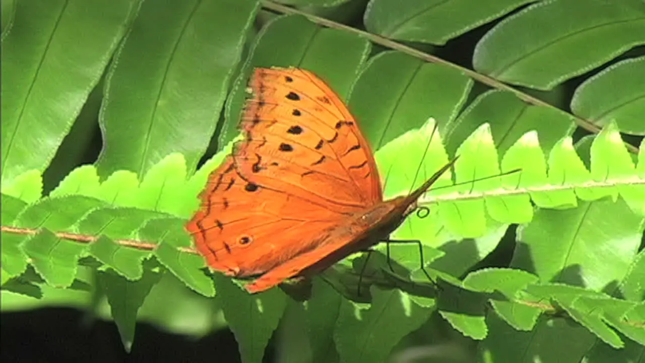 Orange butterfly on green leaves