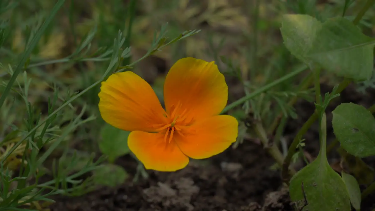 An orange flower blowing in the breeze in the daytime outdoors