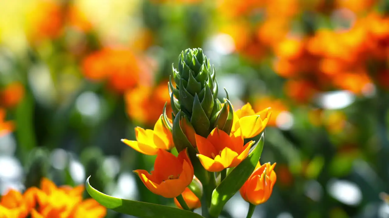 Spring flowers blooming in a botanical garden isolated on a cluster of orange blossoms