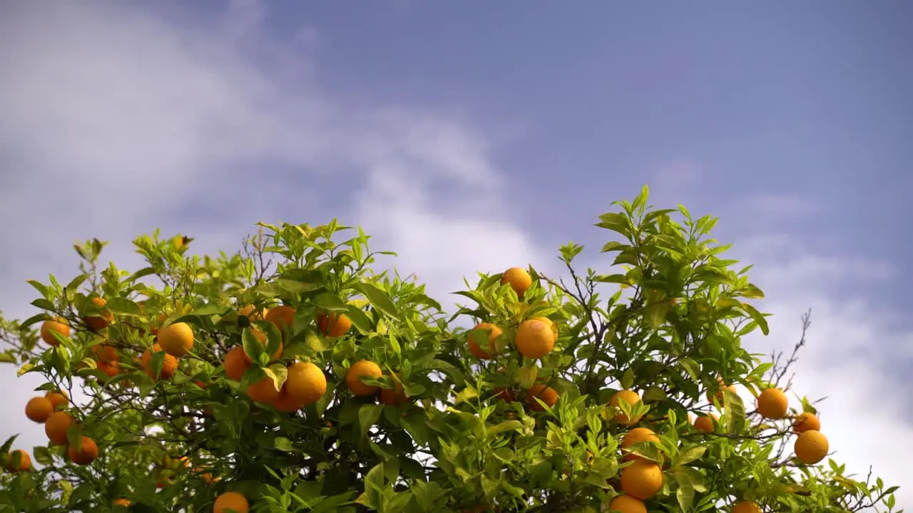 Slow motion calm view over orange tree against blue cloudy sky