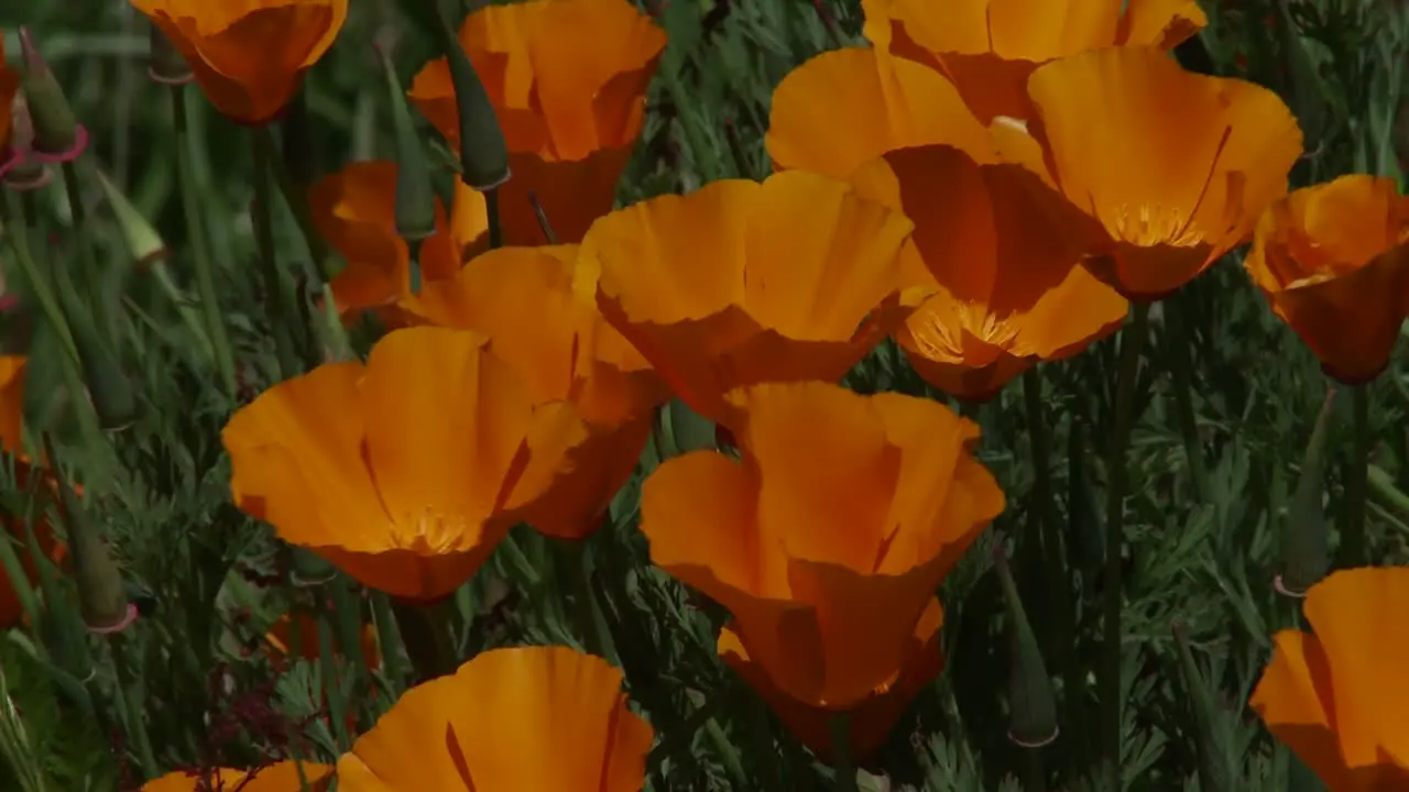 California poppy plants grow amongst green grass