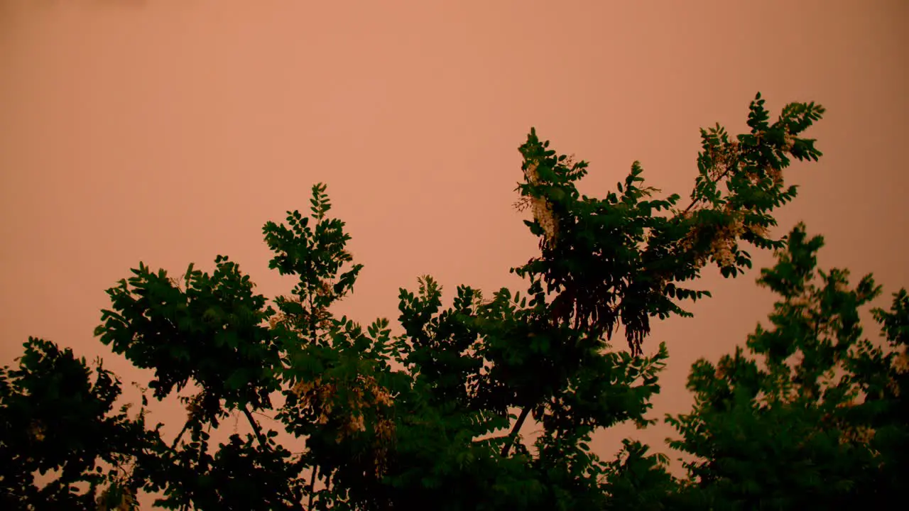 Sunset in the outdoor sun behind trees orange sunshine golden hour