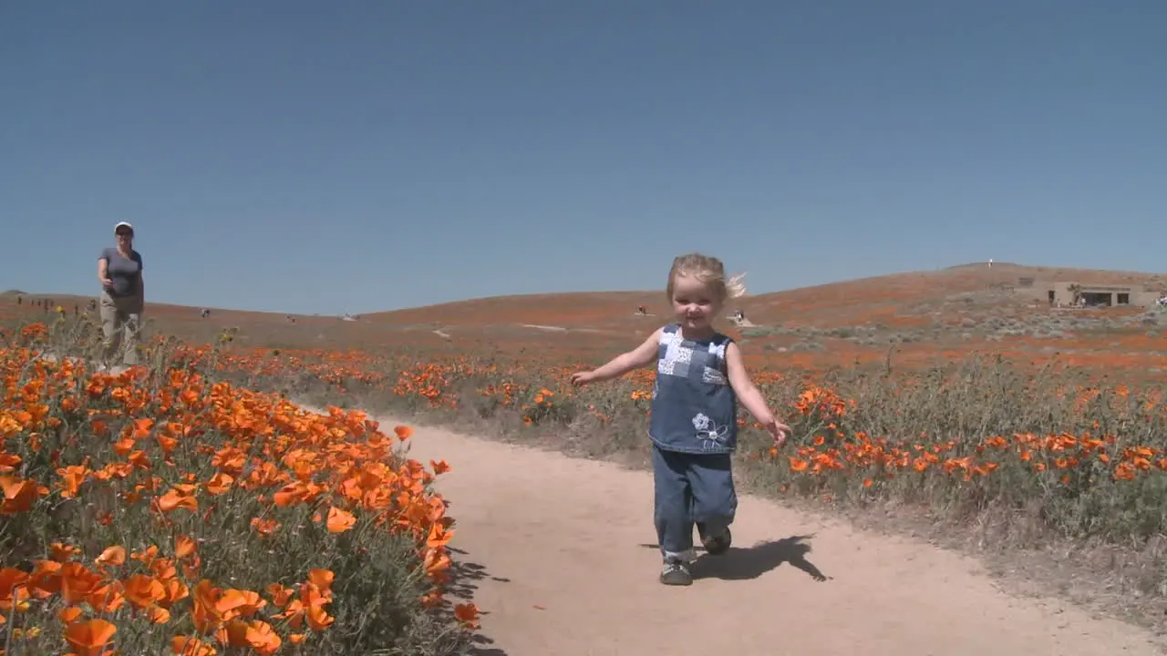 Front point of view of child running through the california poppies in bloom in the Antelope Valley Poppy Preserve California