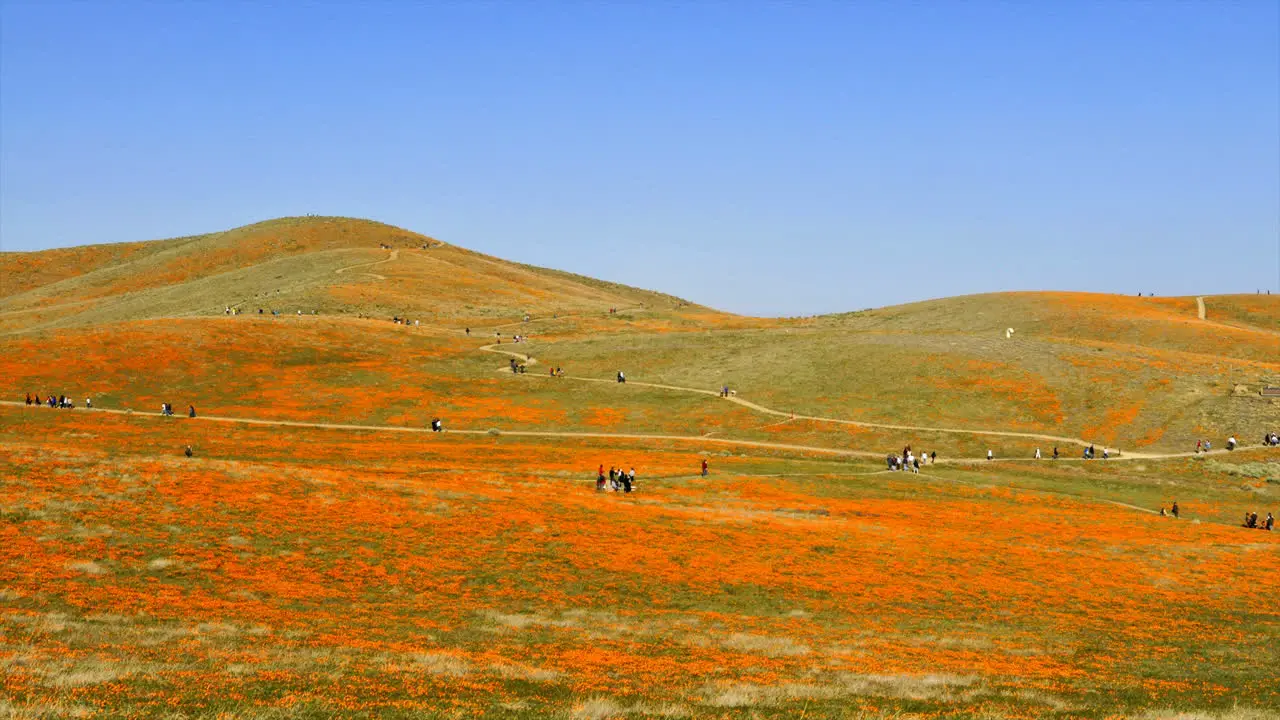 Time lapse of people walking through natural poppy fields