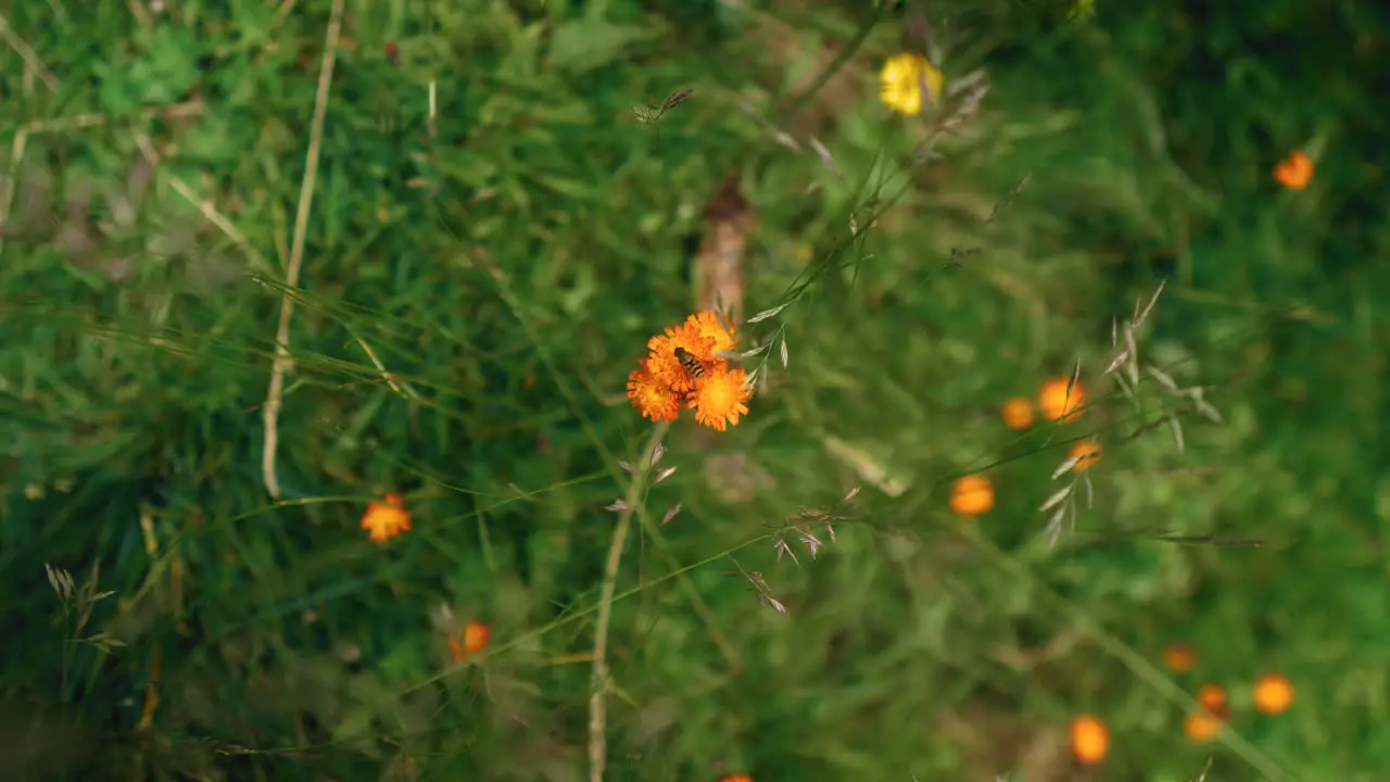 A close-up rotation shot of an orange wildflower with a small bee standing on it