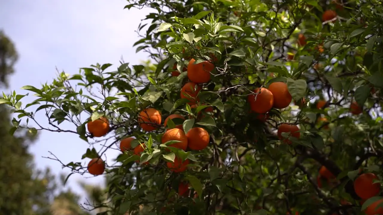 Slow rotating shot around Oranges growing on tree