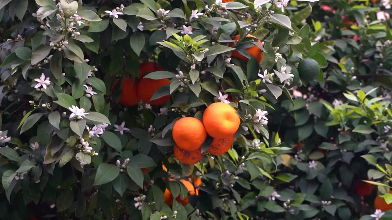 Slow motion close up of ripe oranges growing on tree with green leafs