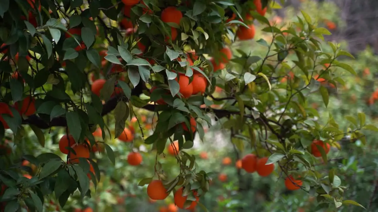 Dark green tree with many bright oranges growing on it