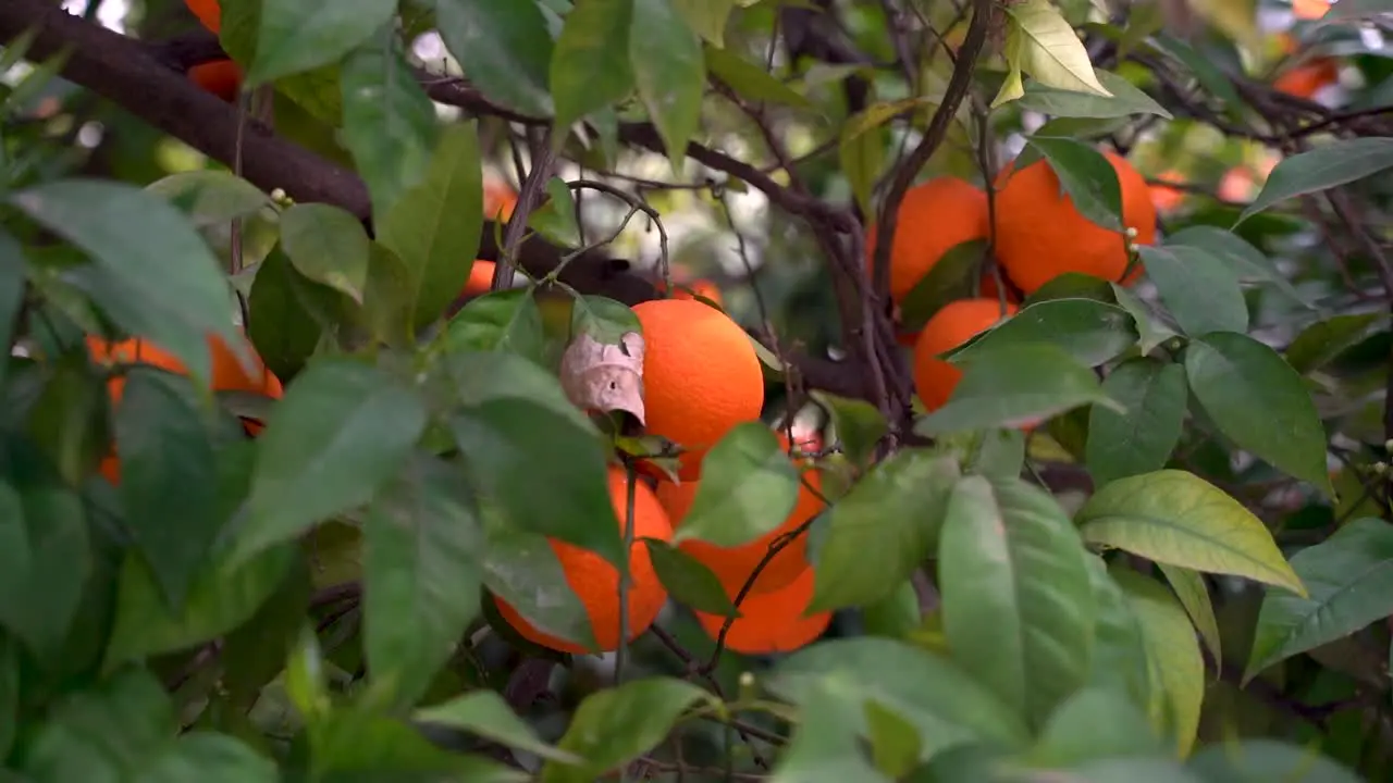 Slow rotation around bright vibrant oranges in green tree