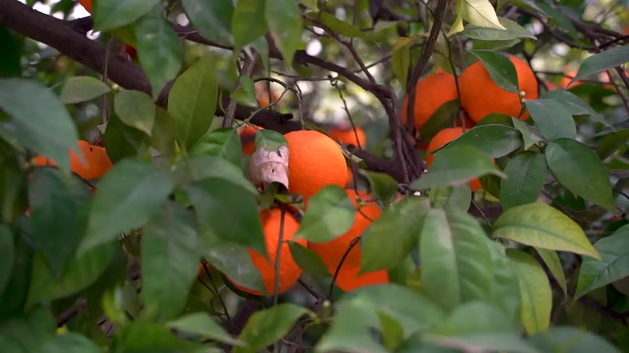 Close up of bright oranges hanging inside tree