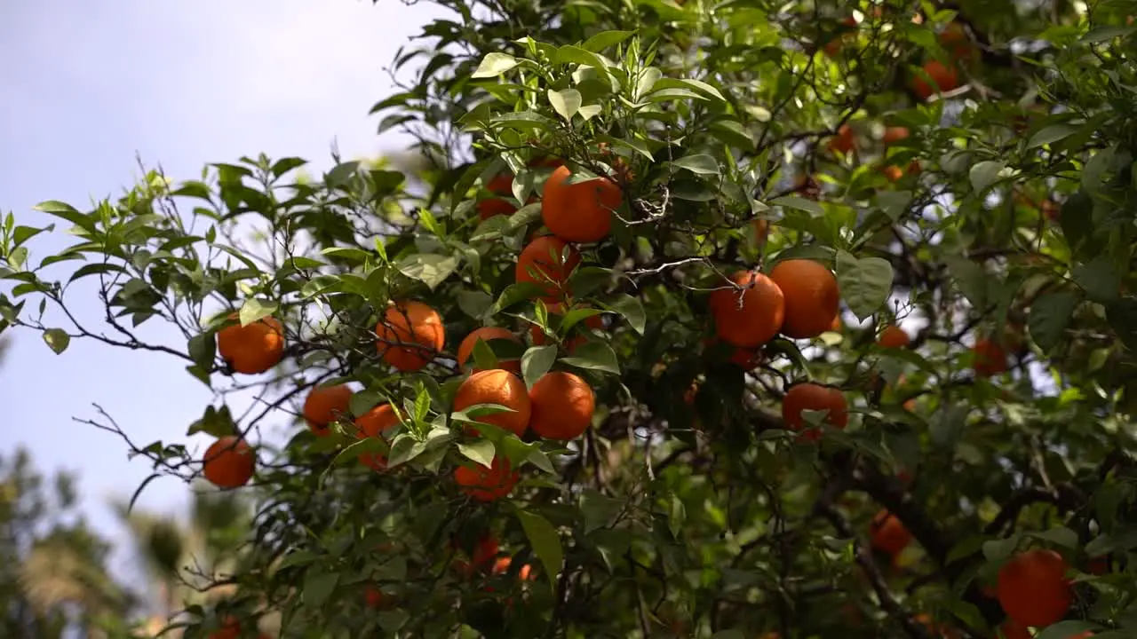 Beautiful ripe orange trees growing on vibrant tree against blue sky