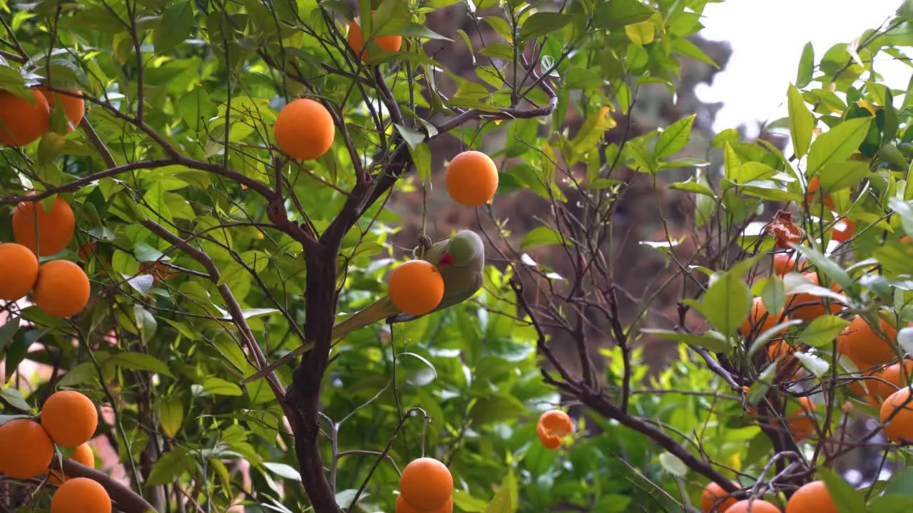 Parrot eating oranges from tree close up handheld view